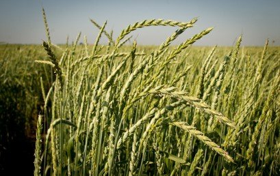 Krupnik – drevna plevičasta pšenica