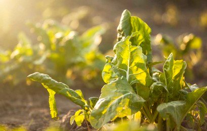Organska hrana – prilika za našu poljoprivredu